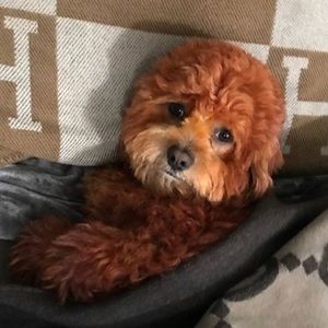 Meet your Posher, Aurelio